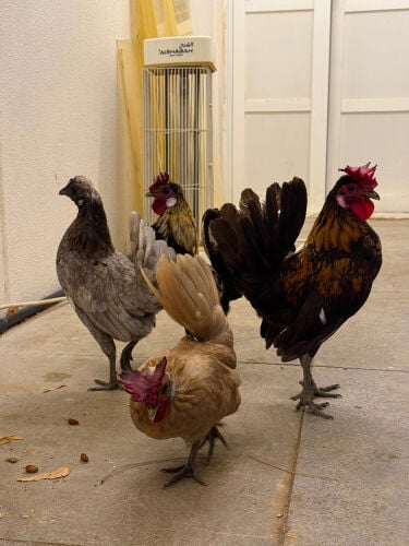 Kuwaiti chicken, Hub Hub