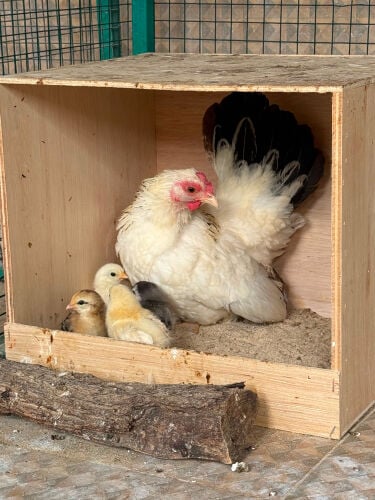 Dwarf Japanese Hen with Chicks