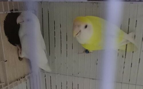 For Sale