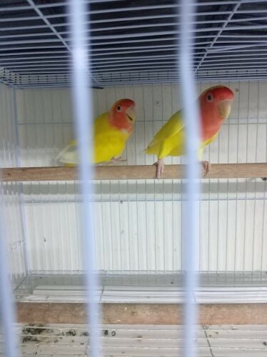 For Sale