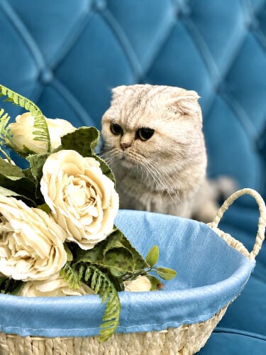 pure Scottish fold cat