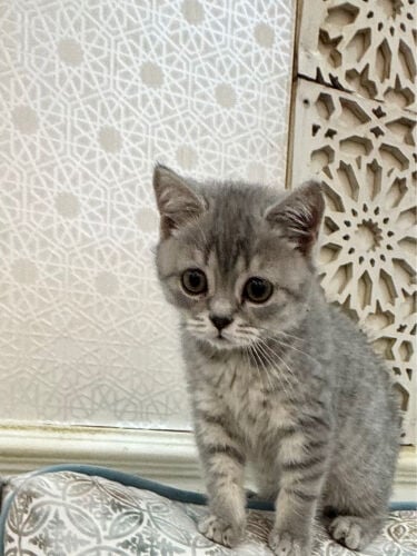 قط برتش للبيع