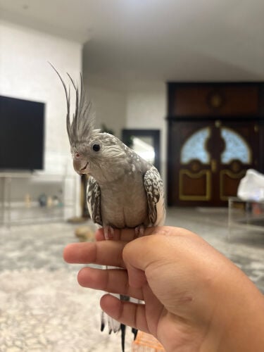 طير كوكتيل هولندي مع قفص و أكله 