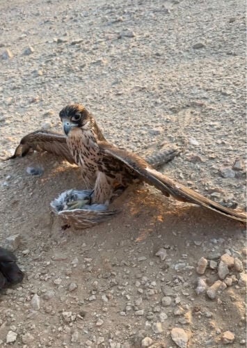 وكري سوداني 