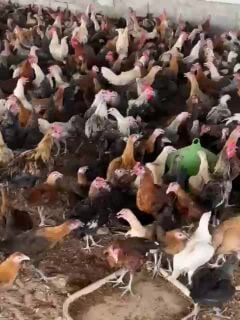 chiken