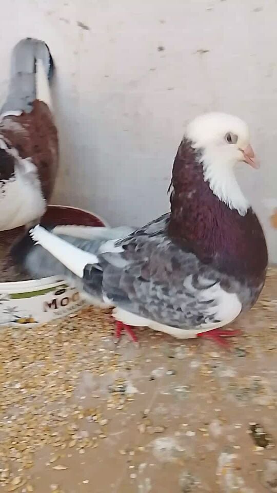 حمام وزان فرنسي بيور