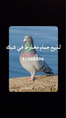 حمام مخلوط للبيع