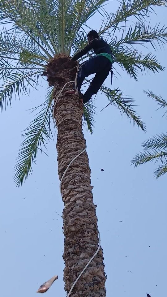 ١٠٣ التكريب والمبيد الوقائي للنخي