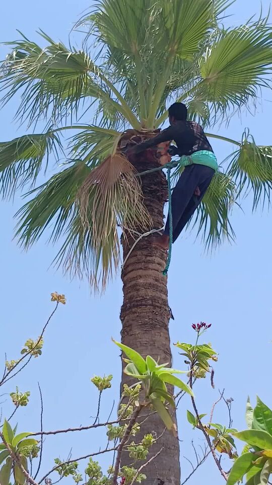 لتكريب نخيل الدوحه
