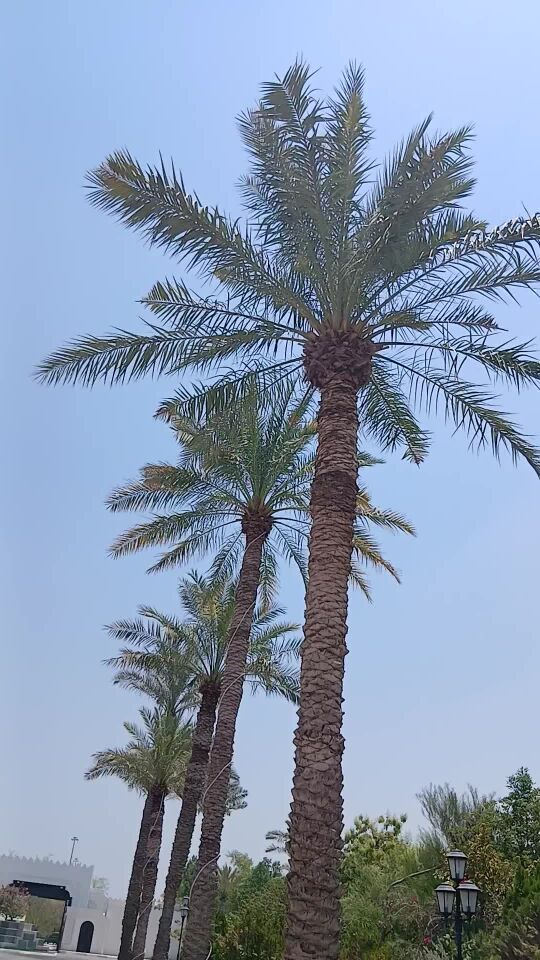أي مكان بالوحه تكريب نخيل
