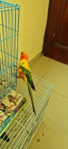 1pcs Son Conure without Cage