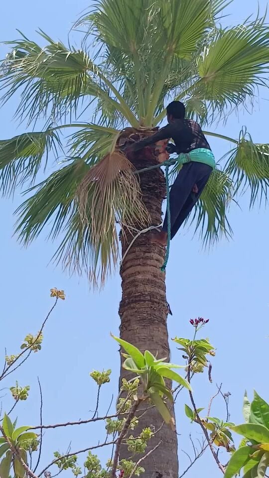 معكم المعلم لتنظيف النخيل بأنواعه