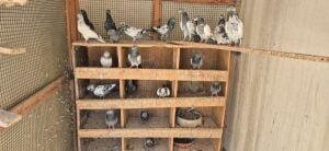 Pure High Fly Pakistani pigeons