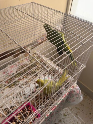 ‏ringneck with 2 chicks 