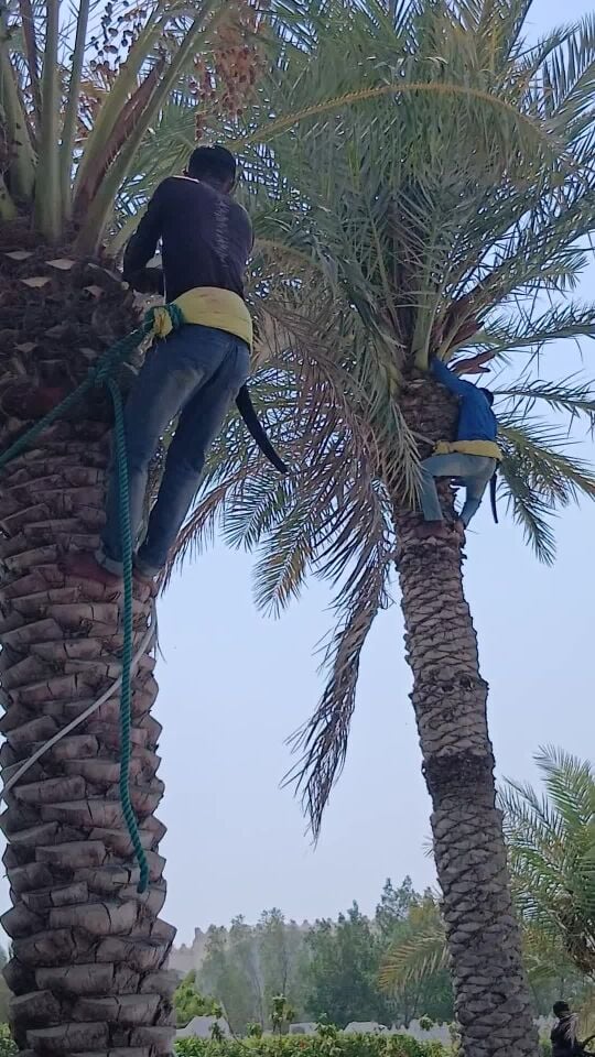 معلم تكريب نخيل