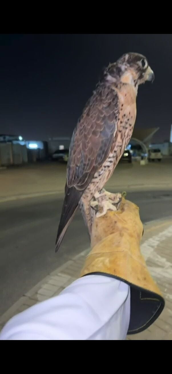 قرناس شاهين مصري يطلع ثنو 