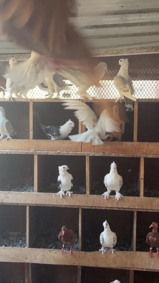 حب الرمان 