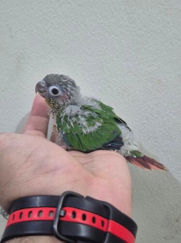 Green Cheek Conure chick