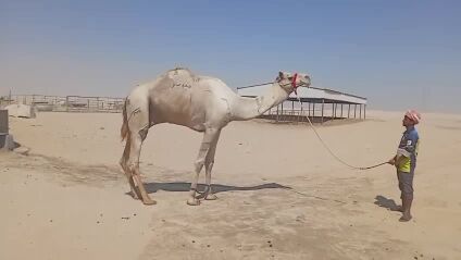 بعير فحل