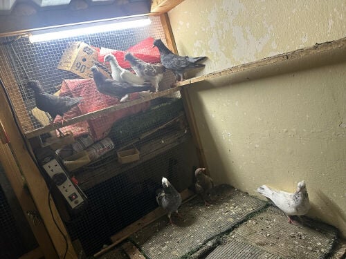 Pairs Pigeons