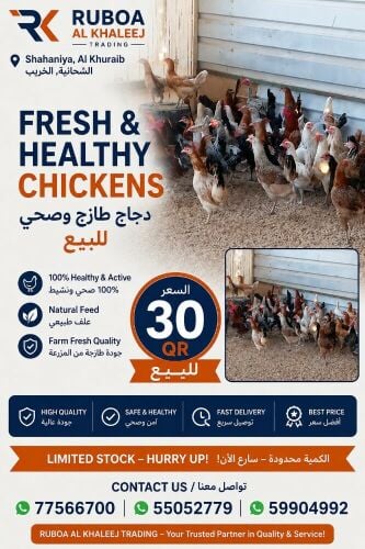 chicken
