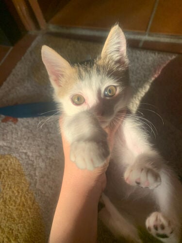 kitten cat