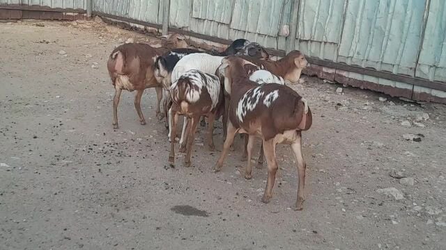 مطلوب