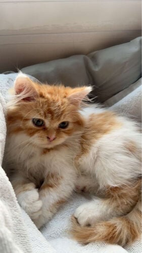 Persian cat