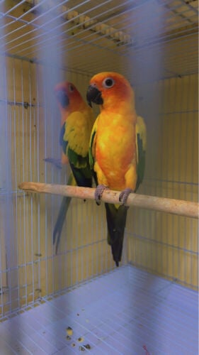 breeding pair