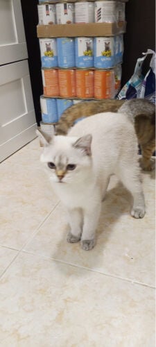 cat