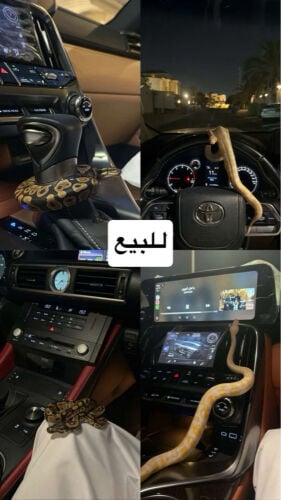 للبيع كلمني وبعطيك السعر