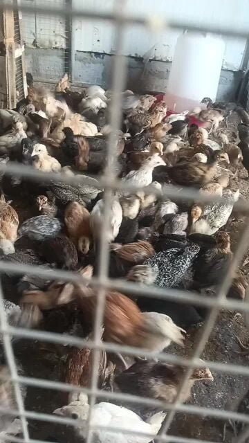 Dasi chick