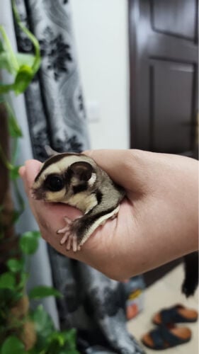 سنجاب طائر وديع ولطيف للبيع