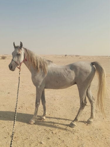 حصان عربي اصيل مع جوازه