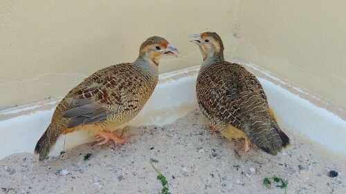زوج تتار صحي بحجم كبير للبيع