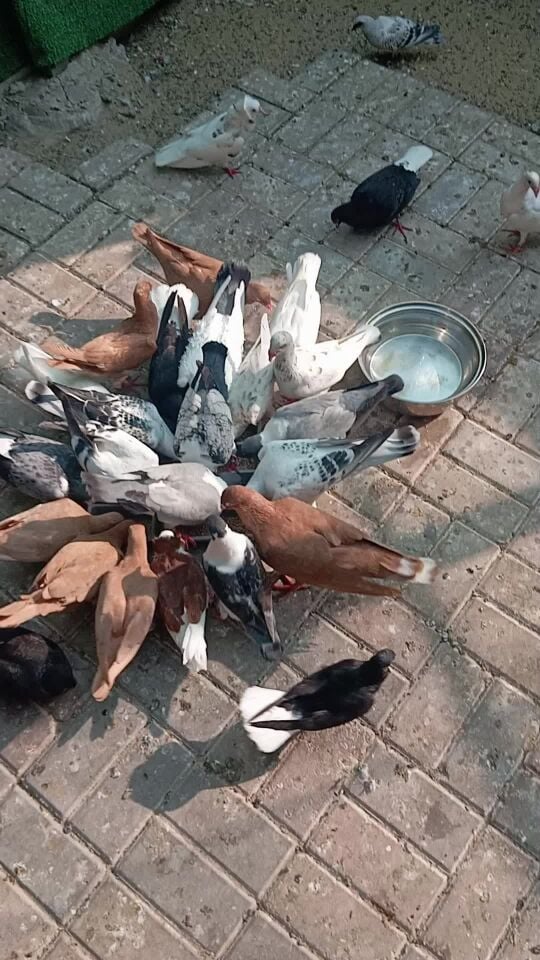 حمام شامي