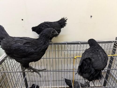 black chicken for sale