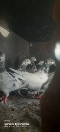 high flying pigeons 100%