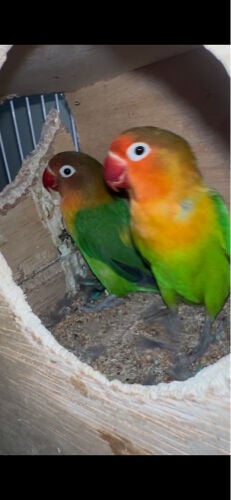 love birds for  sale or exchange 