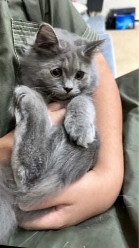 قطط