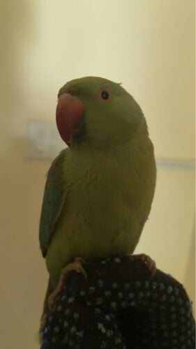 عصفور دره هندي 
