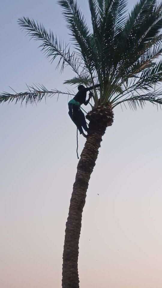 التكريب وقص النخيل