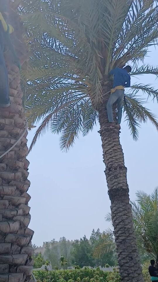 قص تكريب نخيل ومبيد وقائي سوس