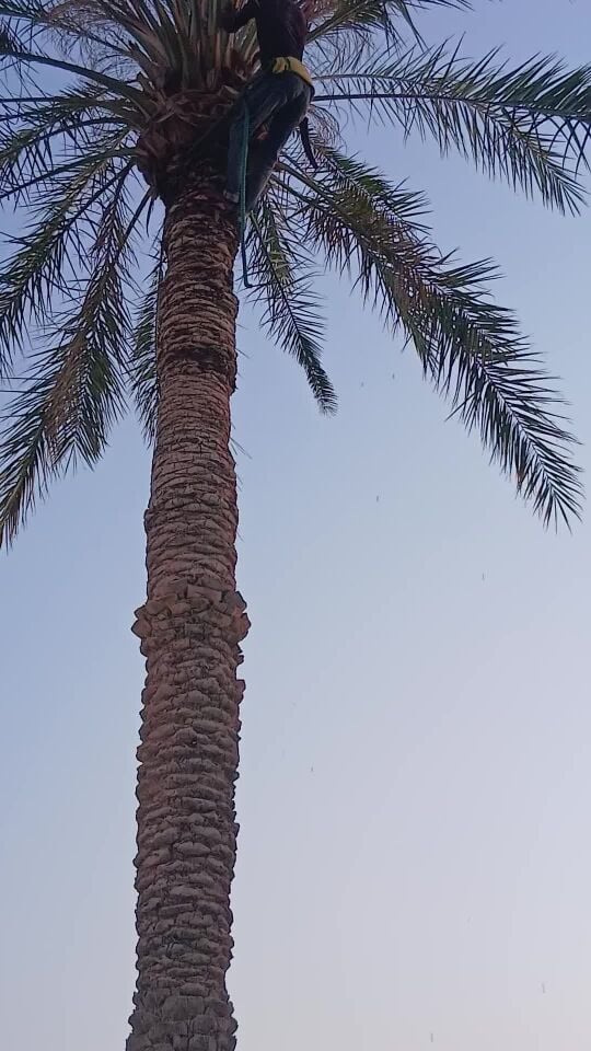 لمناطق الدوحه كافه تكريب نخيل