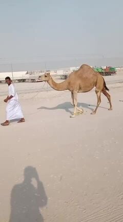 للبيع بكره