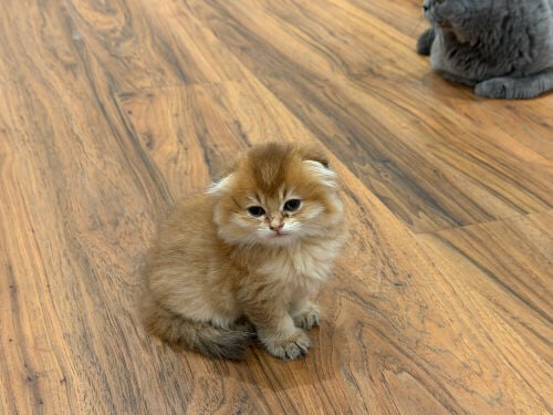 100% Scottish fold born and bred