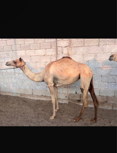 للبيع