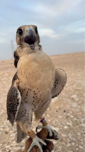 جير شاهين