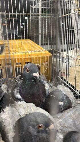pigeon