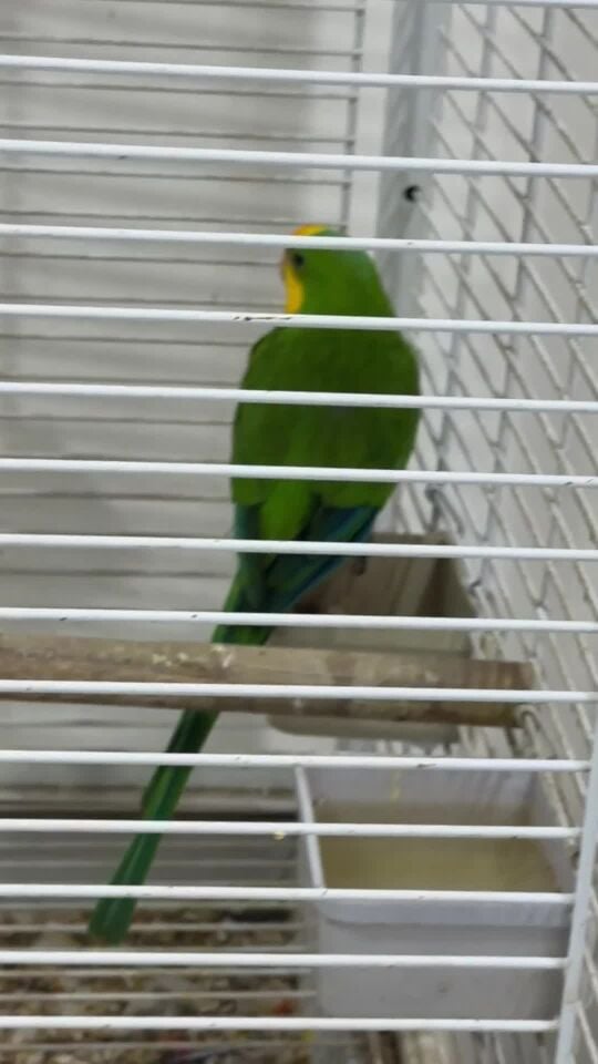 روزيلا
